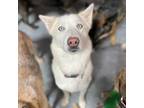 Adopt Ocean a Husky