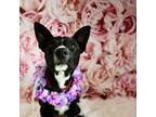 Adopt Pringle a Mixed Breed