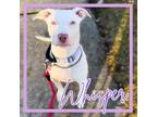 Adopt Whisper a American Staffordshire Terrier