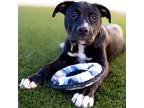 Adopt Missy a Pit Bull Terrier