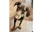 Adopt Dolly a Doberman Pinscher