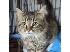 Adopt Bonnie a Maine Coon, Domestic Long Hair