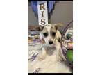 Adopt Wondergirl a Corgi, Jack Russell Terrier