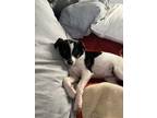 Adopt Lola a Rat Terrier, Jack Russell Terrier