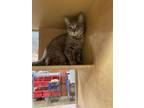 Adopt Morning a Domestic Short Hair