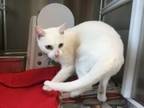 Adopt Sneauxball a Domestic Short Hair