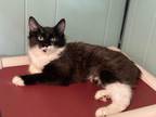 Adopt Paige a Manx, Domestic Long Hair