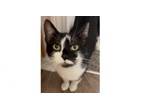 Adopt Daisy 2024 a Domestic Short Hair