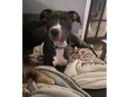 Adopt Missy a American Staffordshire Terrier, Pit Bull Terrier