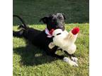 Adopt OSANA a Black Labrador Retriever