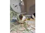 Adopt Lily a Guinea Pig