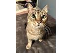 Adopt Dumpling a Domestic Short Hair