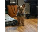 Adopt Joan a Yorkshire Terrier