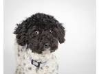 Adopt Carla a Cavapoo