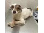 Adopt Kenia a Wirehaired Terrier