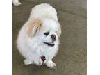 Adopt Missy a Pekingese