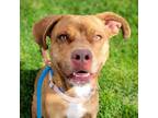 Adopt Grace a Mixed Breed