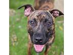 Adopt Elenor a Mixed Breed