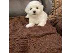 Bichon Frise Puppy for sale in Vancouver, WA, USA