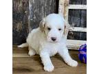 Poodle (Toy) Puppy for sale in Koshkonong, MO, USA