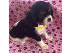 Cavalier King Charles Spaniel Puppy for sale in Vienna, MO, USA