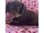 Cavalier King Charles Spaniel Puppy for sale in Vienna, MO, USA