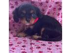 Cavalier King Charles Spaniel Puppy for sale in Vienna, MO, USA