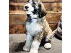 Mutt Puppy for sale in Kansas City, MO, USA