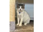 Adopt June (paired with Millie) a Tabby
