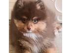 Pomeranian Puppy for sale in Brentwood, CA, USA