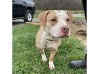 Adopt Zinnia a American Staffordshire Terrier