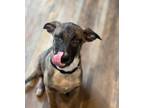 Adopt Seeley a Black Mouth Cur, Border Collie