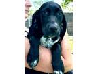 Adopt Sophie a Labrador Retriever, Hound