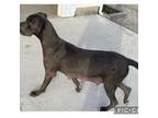 Great Dane Puppy for sale in Bluffton, IN, USA