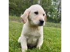 Labrador Retriever Puppy for sale in White Sulphur Springs, WV, USA