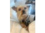 Adopt Penny a Yorkshire Terrier
