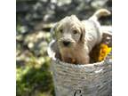 Goldendoodle Puppy for sale in Marion, SC, USA