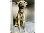 Adopt Marlow a Mixed Breed