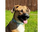 Adopt Taylor a Black Mouth Cur