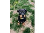 Adopt Kirby a Rottweiler