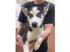 Adopt Kiki a Siberian Husky