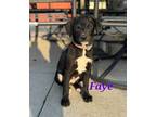 Adopt Faye a Labrador Retriever
