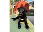 Adopt Kelly a Labrador Retriever