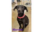 Adopt Blarney a Labrador Retriever