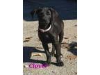 Adopt Clover a Labrador Retriever