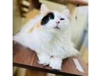 Adopt Rosie a Domestic Long Hair