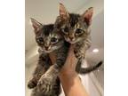 Adopt Olivia (with Lacy) a Tabby, Abyssinian