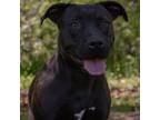 Adopt Shadow a Mixed Breed