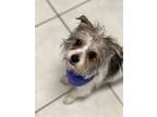 Adopt Tami a Yorkshire Terrier, West Highland White Terrier / Westie