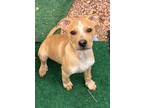 Adopt Athena a Pit Bull Terrier, Labrador Retriever